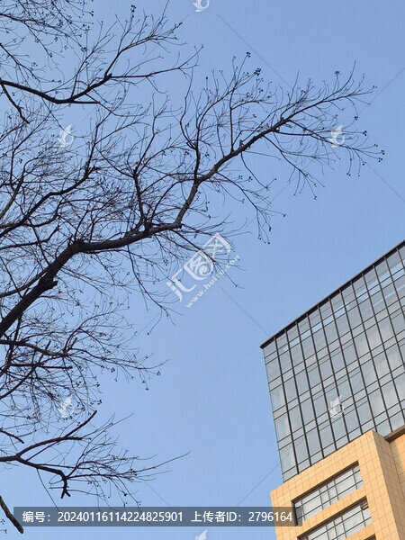 樹木枯枝
