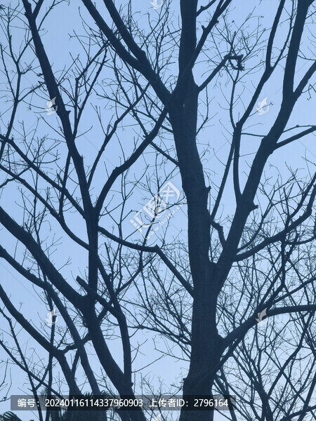 樹木枯枝