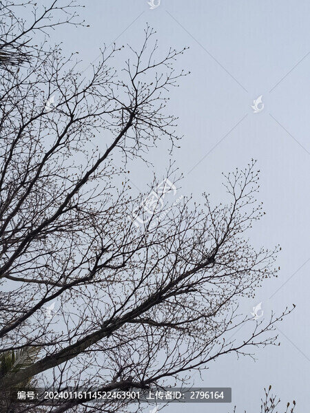 樹木枯枝