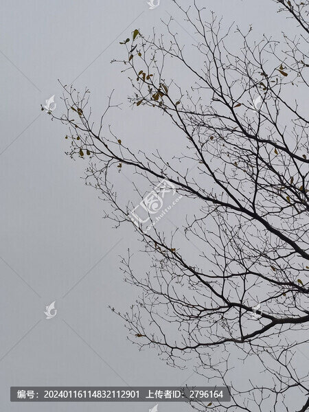 樹木枯枝