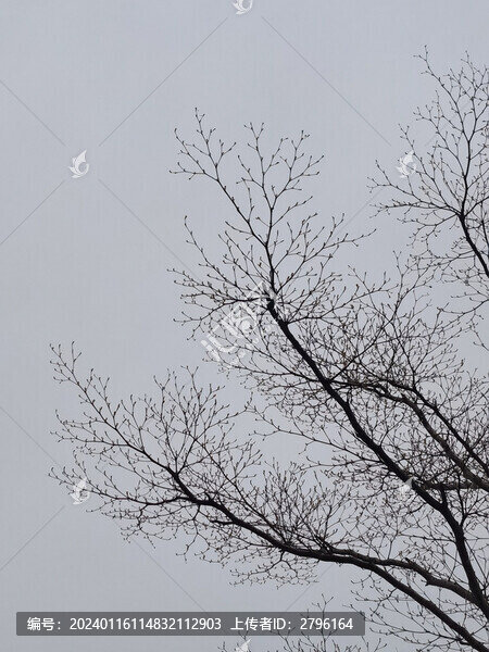 樹木枯枝
