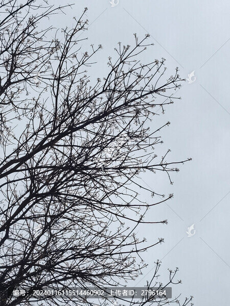 樹木枯枝