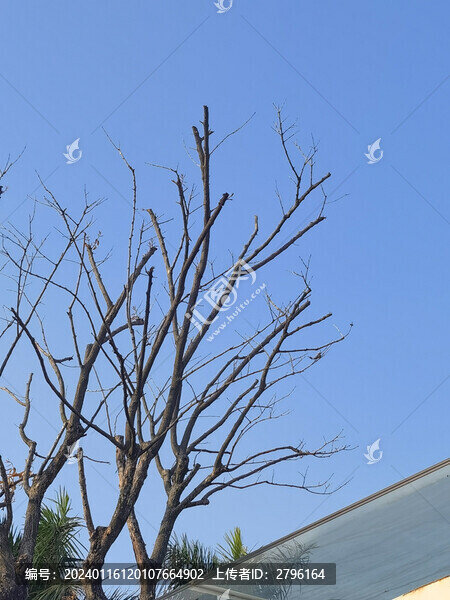 樹木枯枝