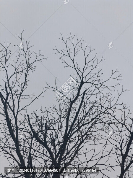樹木枯枝