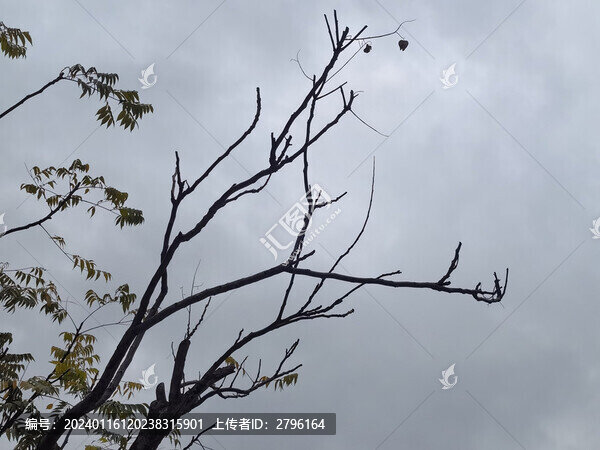 樹(shù)木枯枝