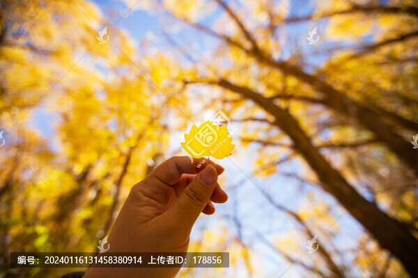 金色胡楊樹葉