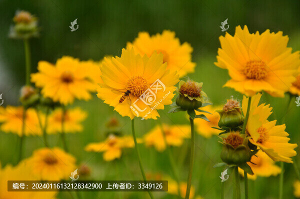 大花金雞菊