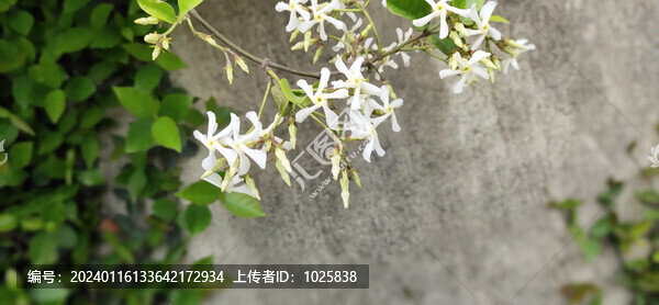 絡(luò)石
