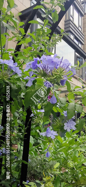 藍(lán)花草
