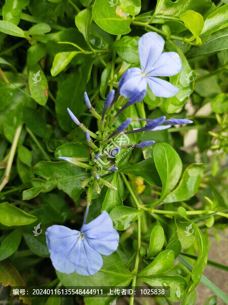 藍(lán)花丹