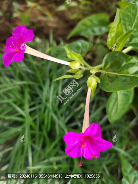 紫茉莉