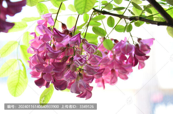 紫槐花
