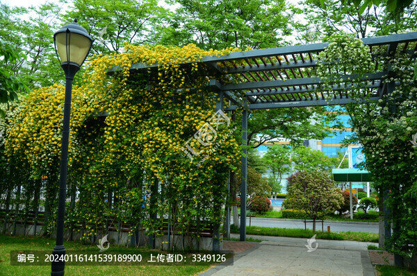 黃木香花