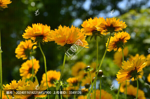 金雞菊