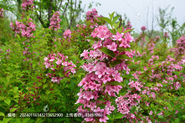 錦帶花