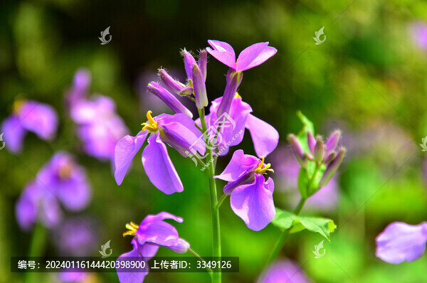 二月蘭