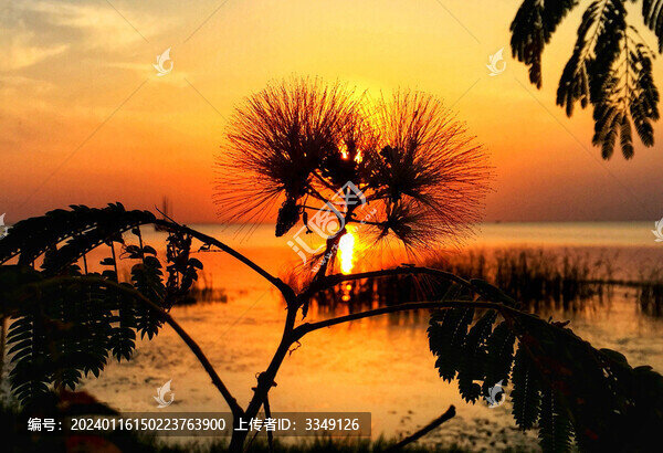 合歡花