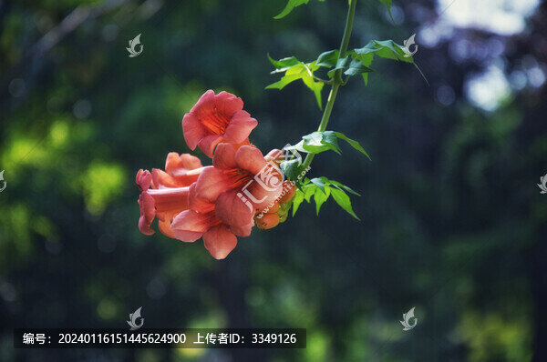 凌霄花