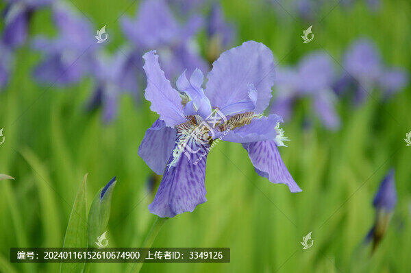 馬蘭花