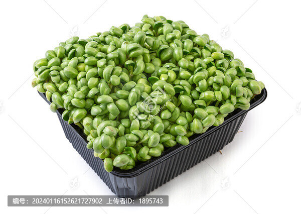 生的新鮮黑豆苗食材