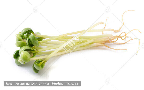 生的新鮮黑豆苗食材