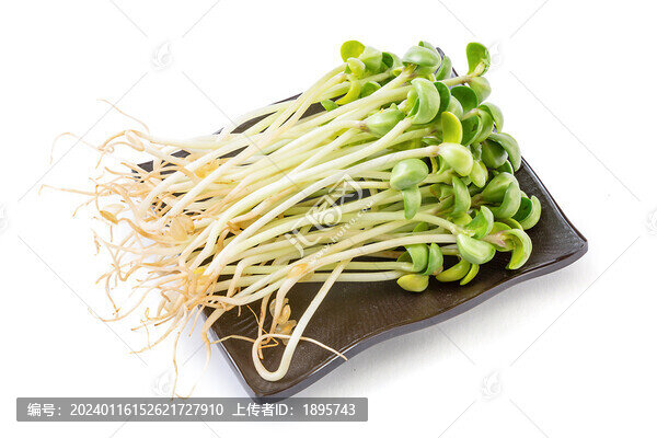 生的新鮮黑豆苗食材