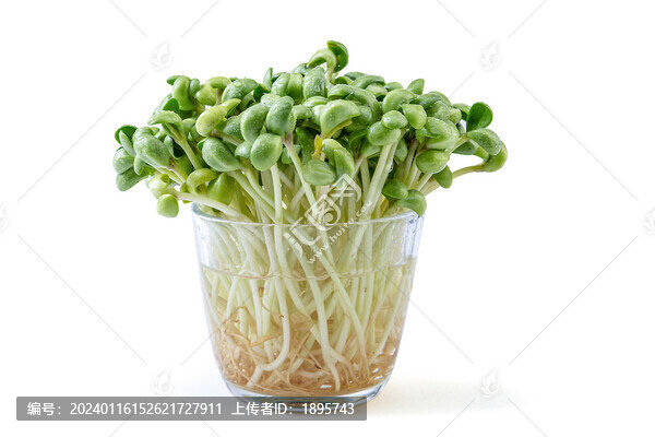 生的新鮮黑豆苗食材