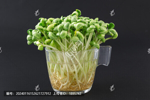 生的新鮮黑豆苗食材