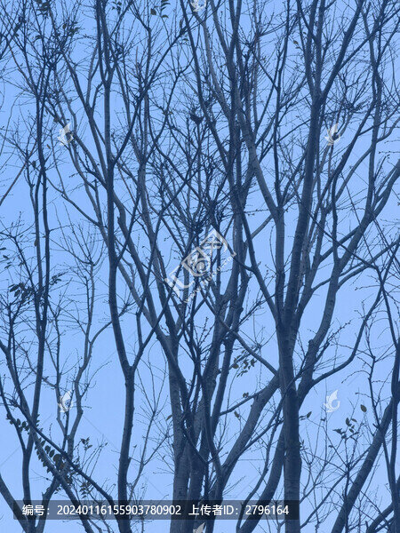 枯樹(shù)枯枝