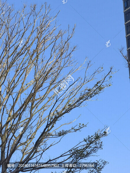 枯樹枯枝