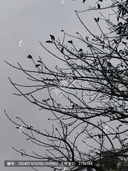 枯樹枯枝