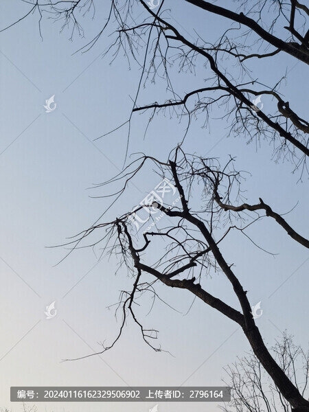 枯樹枯枝