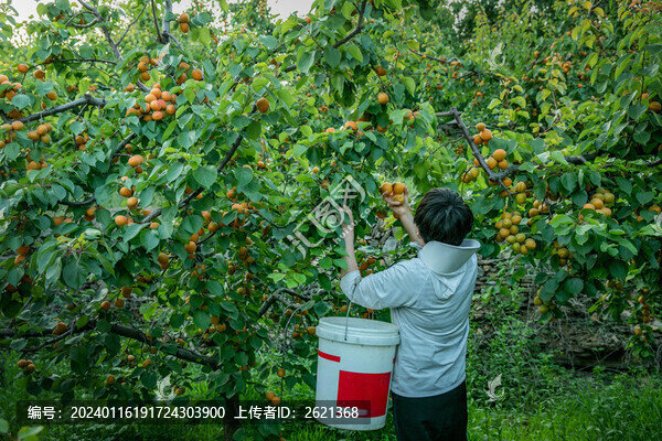 農(nóng)民摘杏