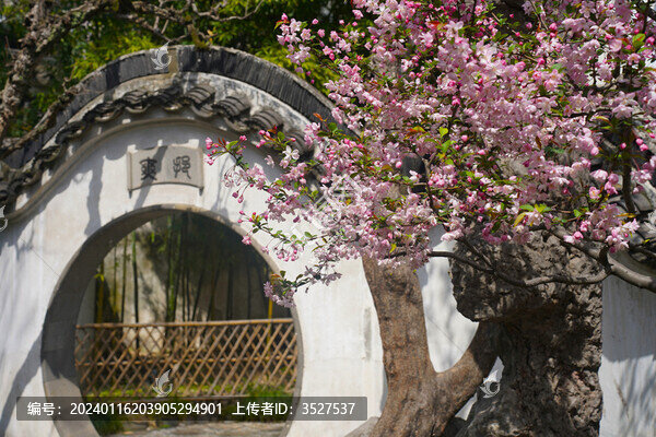 蘇州園林怡園桃花春天