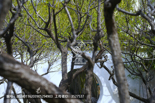蘇州園林怡園春天