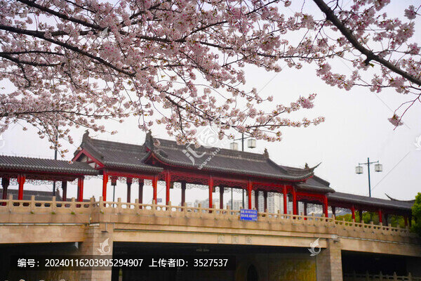 蘇州人民橋春天櫻花