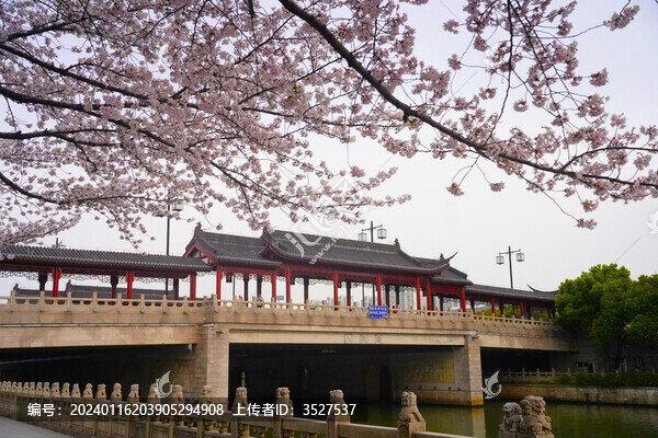 蘇州人民橋春天櫻花