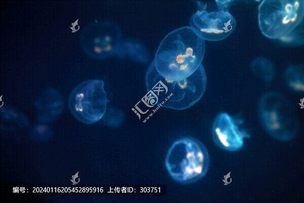 水母