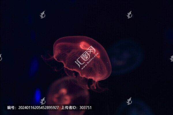 水母