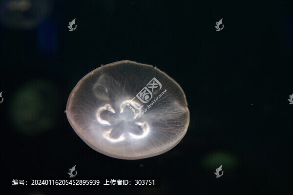 水母