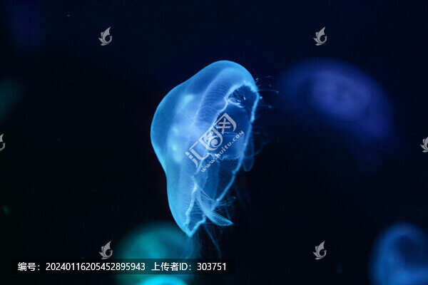 水母