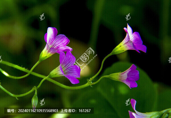 櫧頭紅花嬌艷迷人