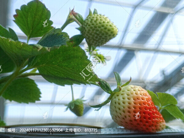 草莓園草莓果
