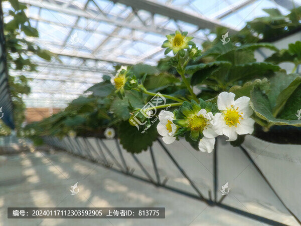 草莓園草莓花