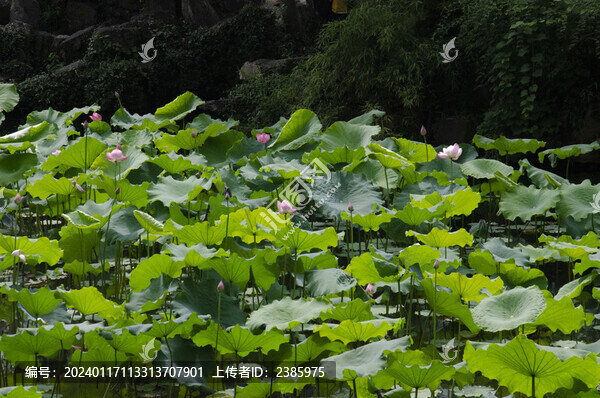 池塘荷花荷葉夏天自然景觀(guān)