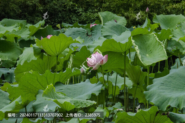 池塘荷花荷葉夏天自然景觀