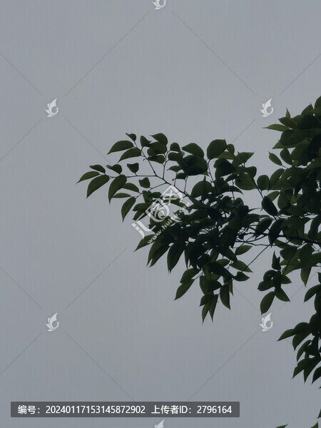樹葉