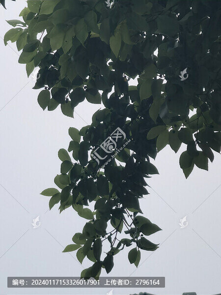 樹(shù)葉