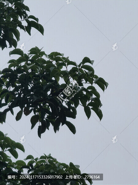 樹葉