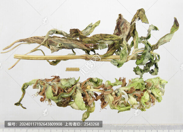 白苞筋骨草